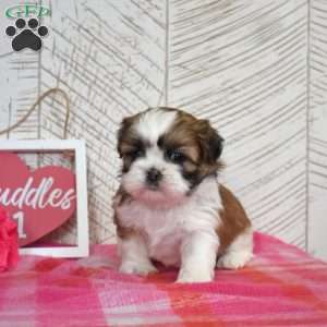 Oliver, Shih Tzu Puppy